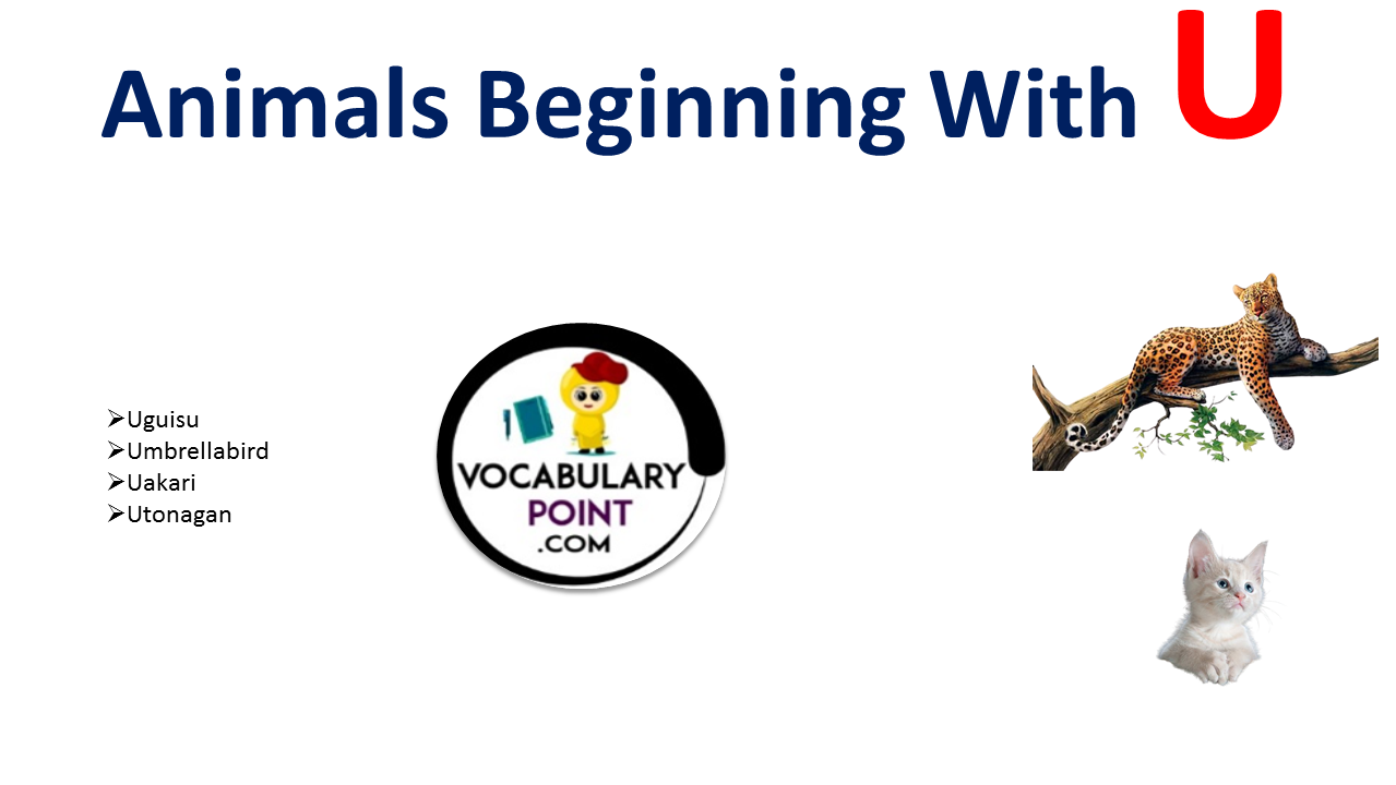 Animal Beginning with U - Vocabulary Point