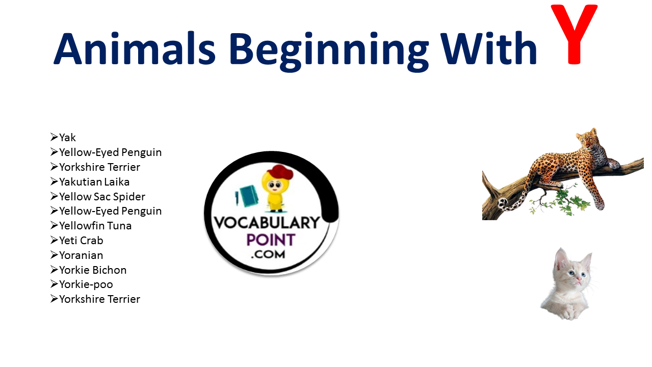 animals-that-start-with-y-vocabulary-point