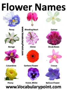 List of Flower Names in English - Vocabulary Point