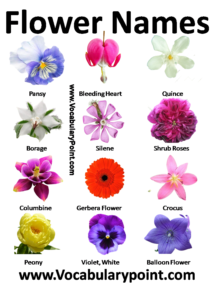 Flower Names in English with Pictures