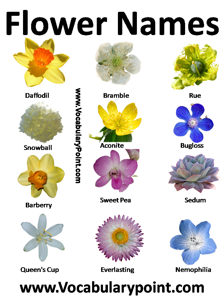 List of Flower Names in English - Vocabulary Point