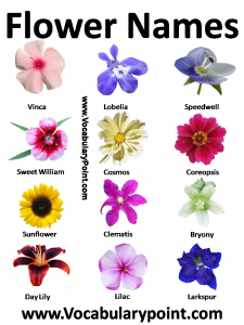 List of Flower Names in English - Vocabulary Point