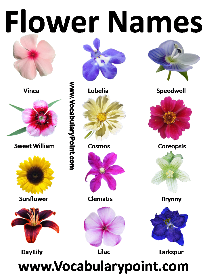 Flowers with Name and Pictures