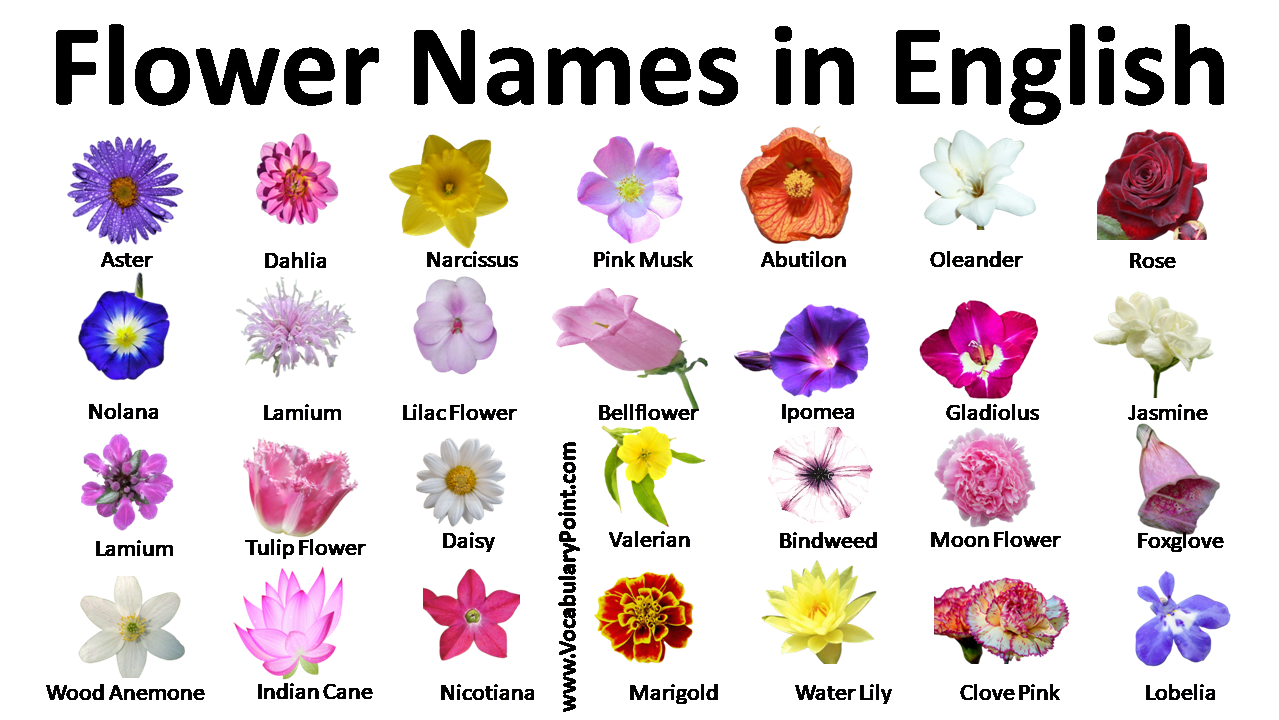 list of flower names in english - vocabulary point