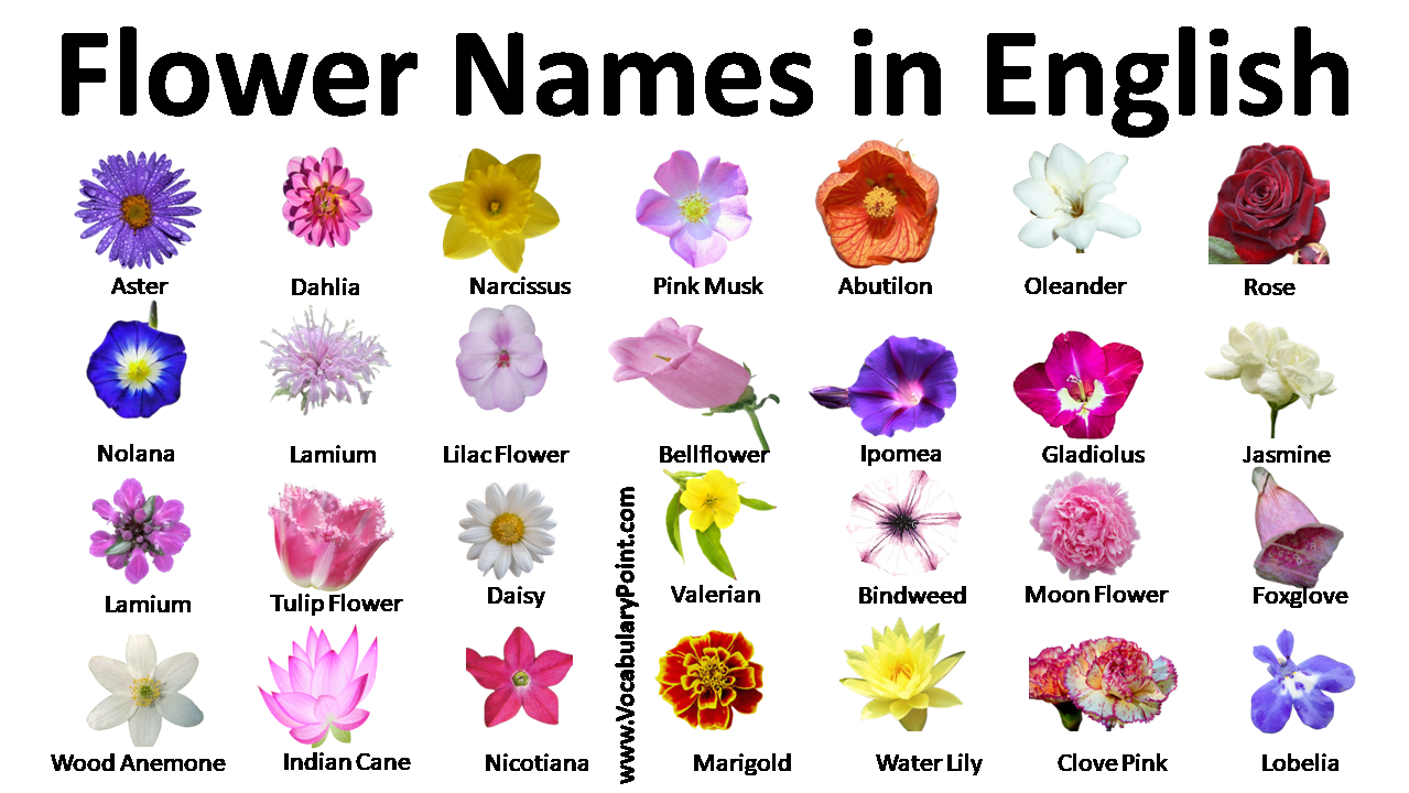 Flower Names In English Flowers Name In English With Pictures | Hot Sex ...