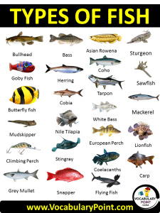 100 Types of Fish (List of Fish Names with Pictures) - Vocabulary Point