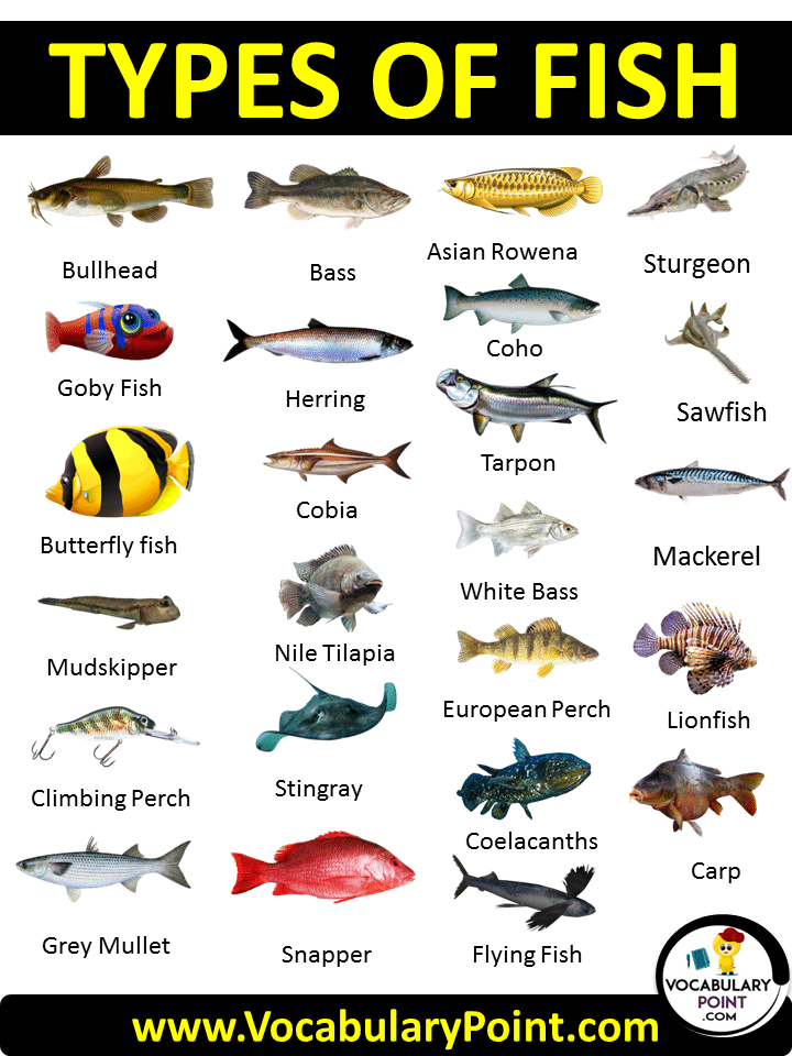 DIFFERENT TYPES OF FISH