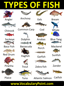 100 Types of Fish (List of Fish Names with Pictures) - Vocabulary Point