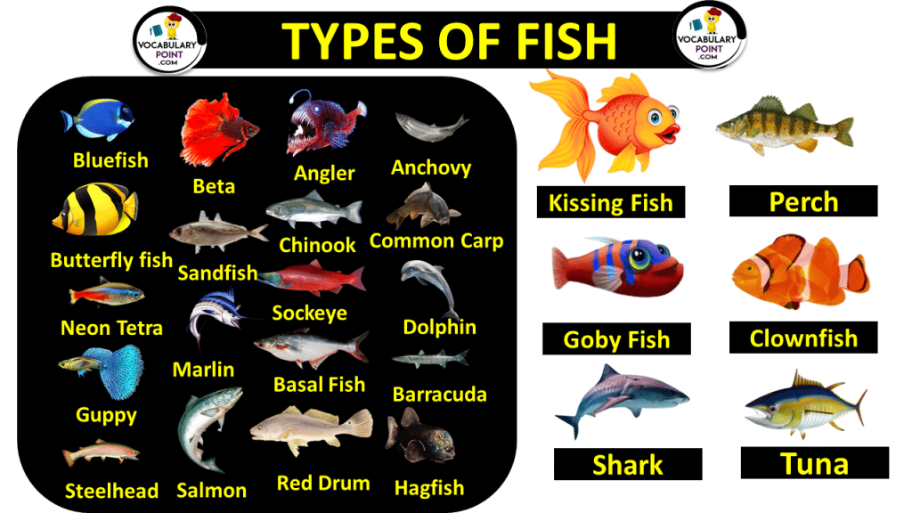 TYPES OF FISH FISH NAMES WITH PICTURES 1024x576 