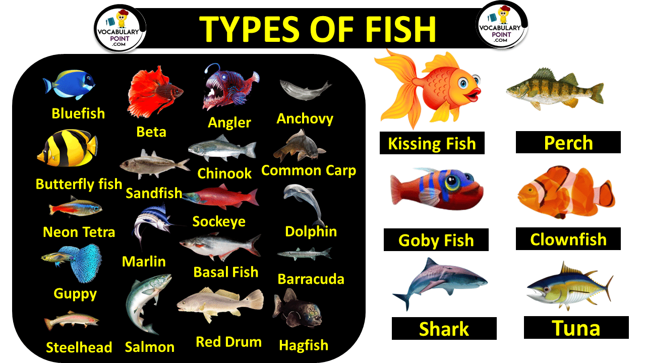 TYPES OF FISH FISH NAMES WITH PICTURES