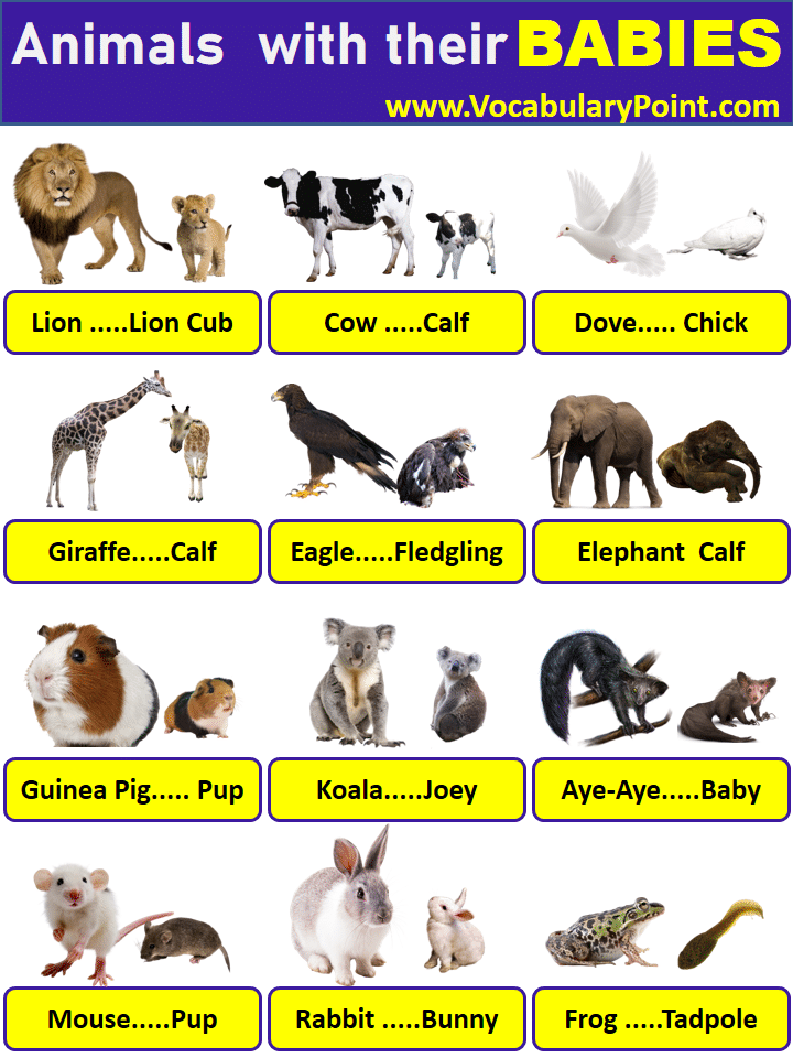 ANIMALS AND THEIR BABIES | ANIMALS WITH THEIR YOUNG ONES - Vocabulary Point
