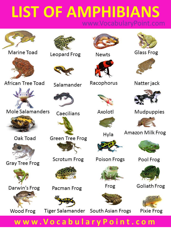 list-of-amphibians-list-of-amphibians-with-pictures-vocabulary-point