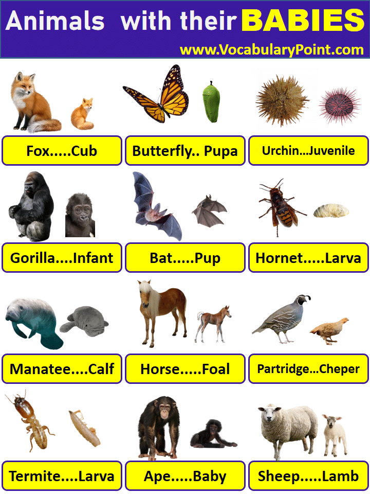 ANIMALS AND THEIR BABIES | ANIMALS WITH THEIR YOUNG ONES - Vocabulary Point