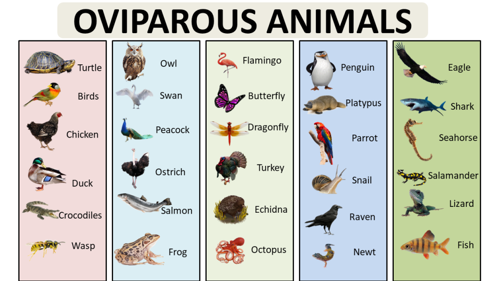 EXAMPLES OF OVIPAROUS ANIMALS Archives - Vocabulary Point