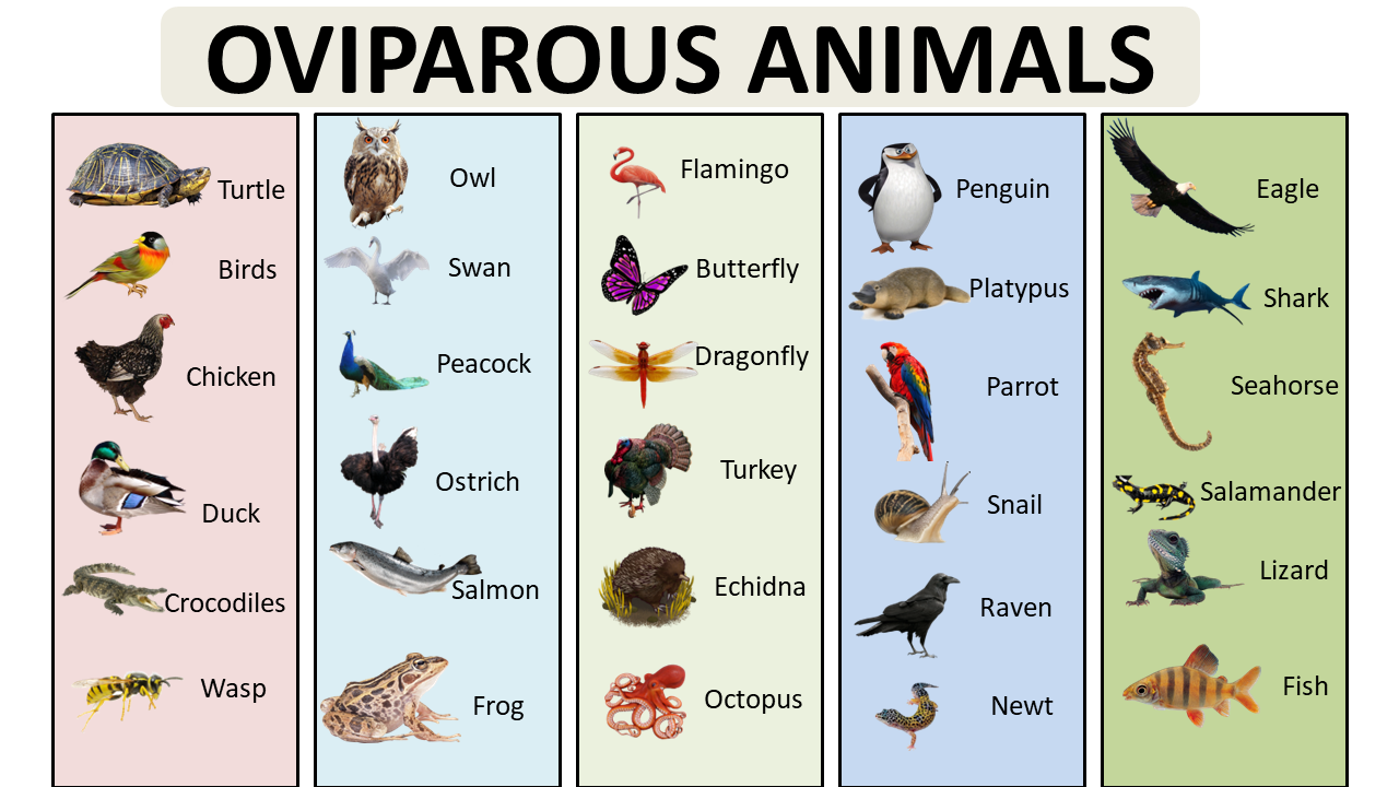 EXAMPLES OF OVIPAROUS ANIMALS - Vocabulary Point