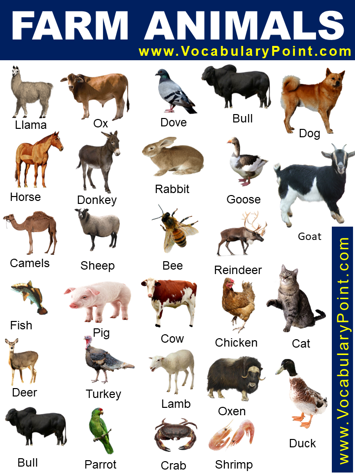 farm animals images