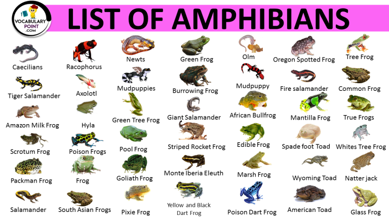 LIST OF AMPHIBIANS | LIST OF AMPHIBIANS WITH PICTURES - Vocabulary Point