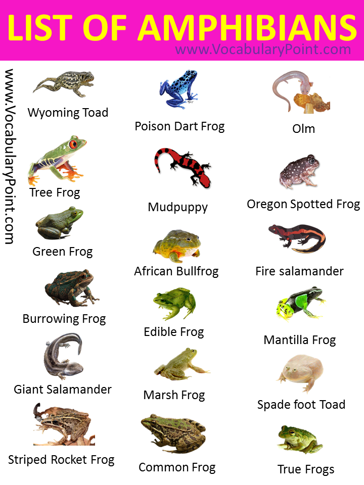 LIST OF AMPHIBIANS WITH PICTURES