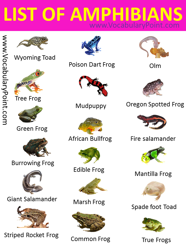 animal-groups-science-edus-note