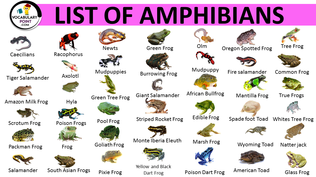 AMPHIBIANS ANIMALS NAME LIST IN ENGLISH Archives 