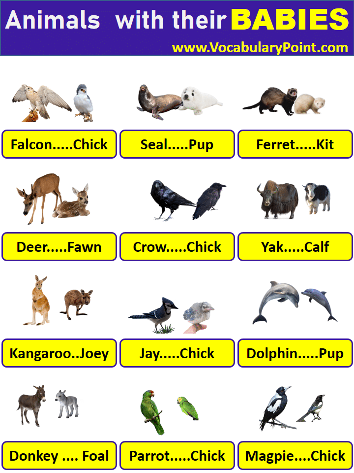 LIST OF ANIMALS BABY NAMES IN ENGLISH
