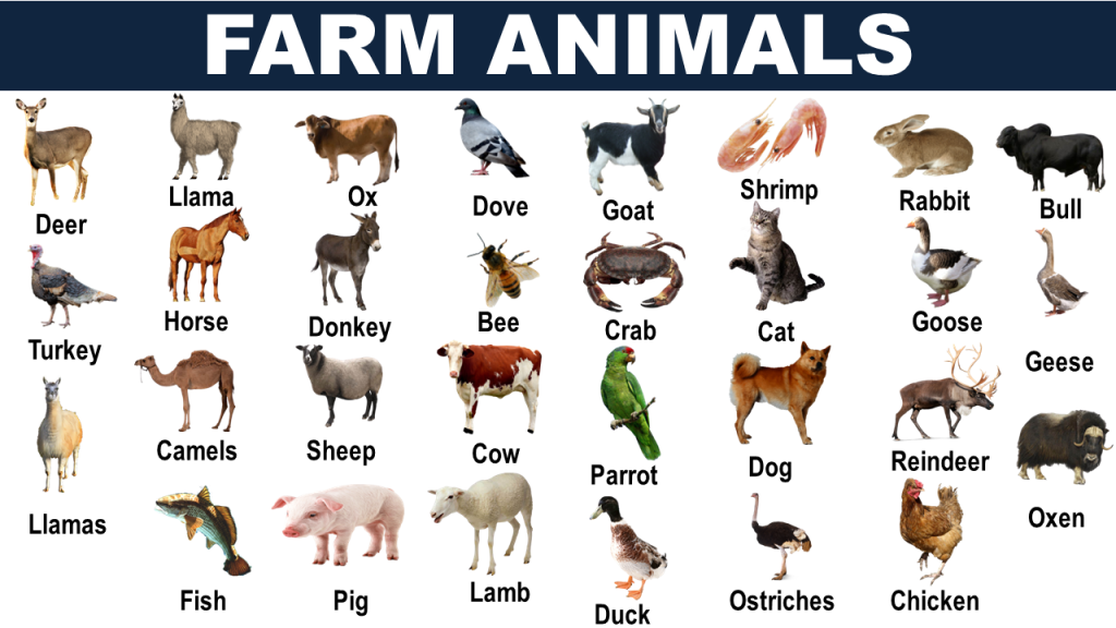 50+ List of Farm Animals - Vocabulary Point