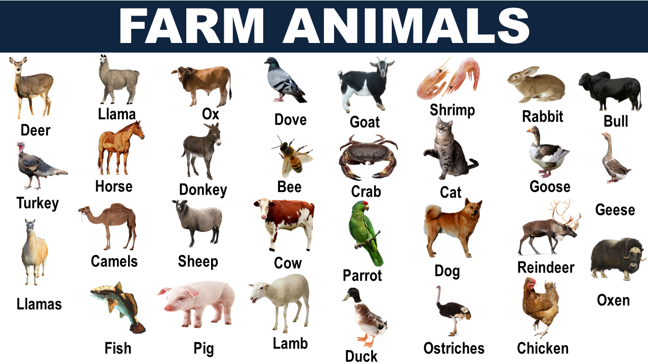LIST OF FARM ANIMALS