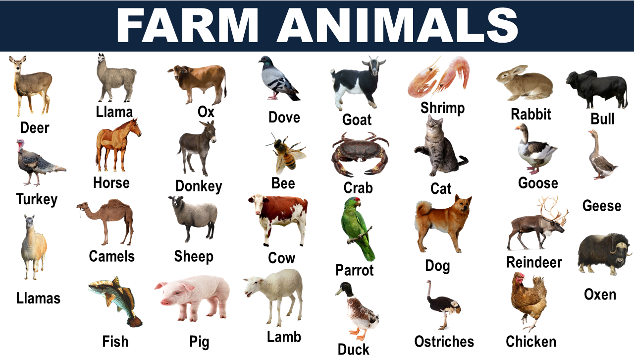 Farm Animals: List Of 15 Animals That Live In The Farm My English ...