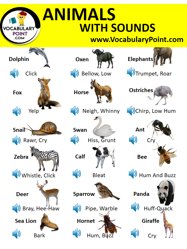 List of animal sounds with pictures in english