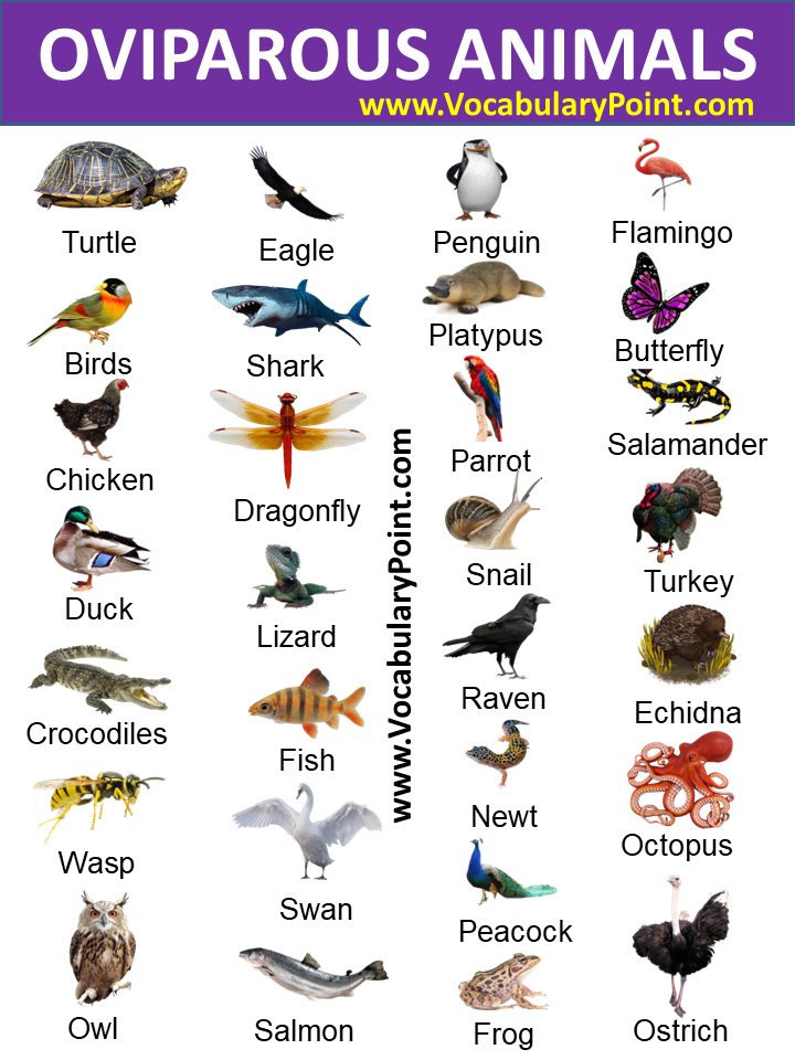 EXAMPLES OF OVIPAROUS ANIMALS - Vocabulary Point