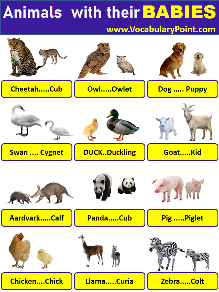 Animals With Their Young Ones| Animals And Their Babies - Vocabulary Point