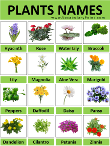 200+ All Plant Names With Pictures (Plant Names A to Z) - Vocabulary Point