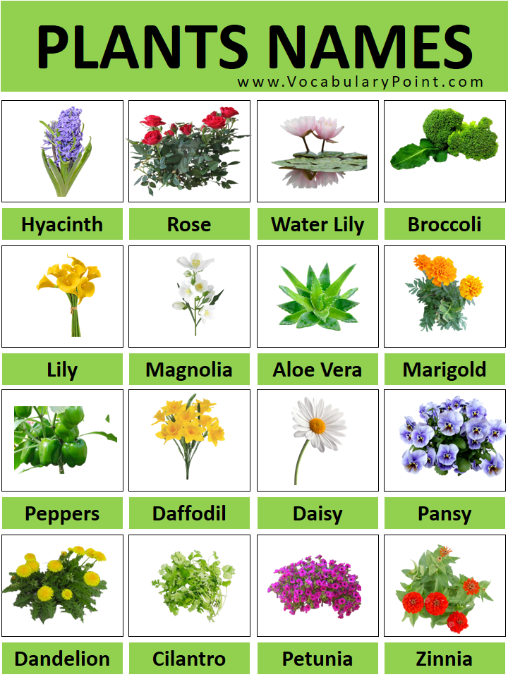 20 plants name