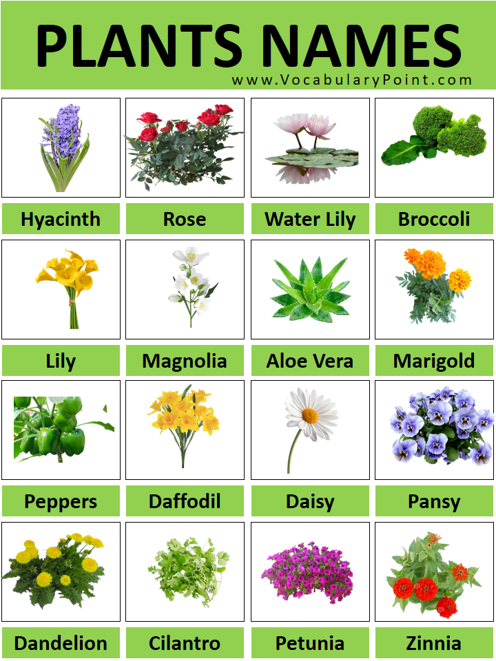 Garden Plants Names List at Thomas Driggs blog