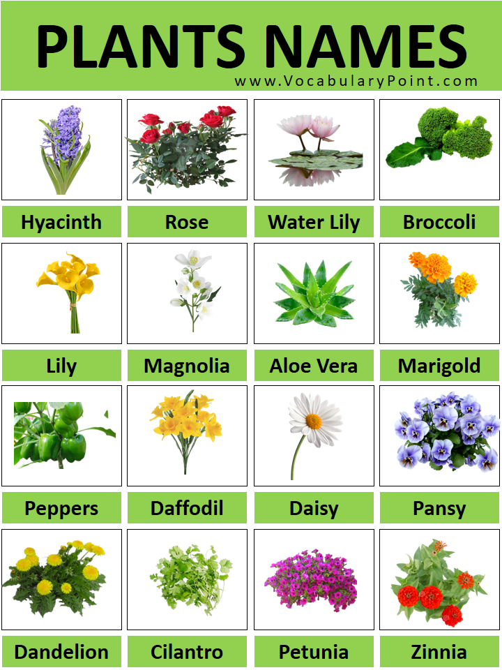 Medicinal Plants And Their Botanical Names At Delores Isaac Blog