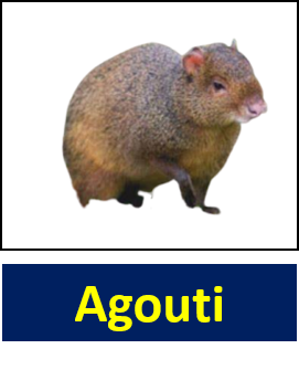 Agouti