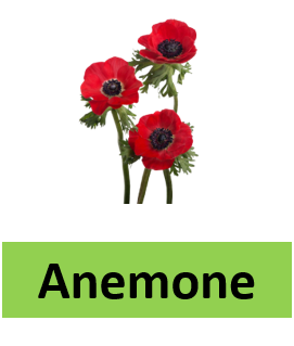 Anemone