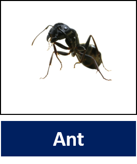 Ant