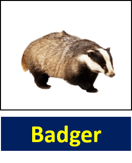 Badger 1