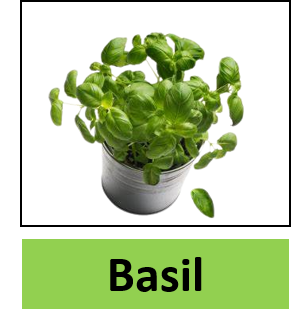 Basil