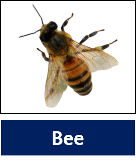 Bee