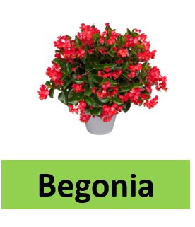 Begonia