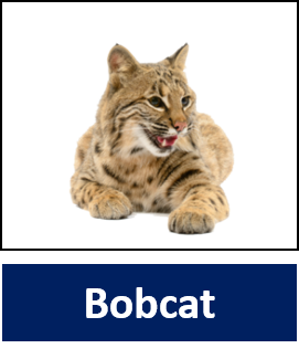 Bobcat