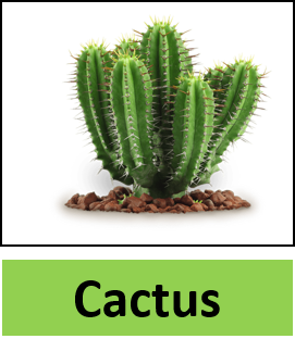 Cactus