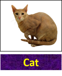 List Of Carnivorous Animals With Their Facts Vocabulary Point List Of Carnivorous Animals With Their Facts Vocabulary Point