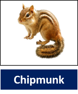 Chipmunk