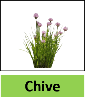 Chive