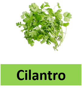 Cilantro