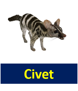 Civet 1