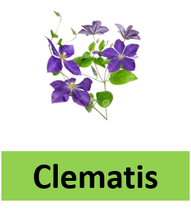 Clematis